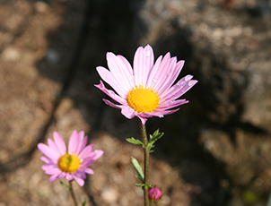 산구절초