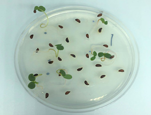 그림1. 마가목 종자 발아